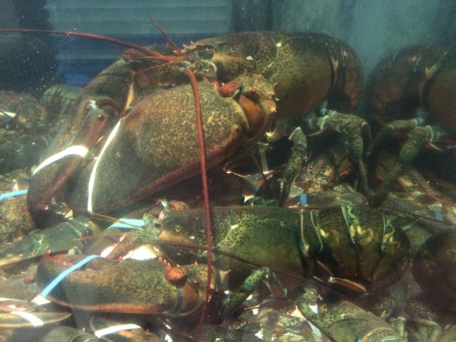 Lobster!
